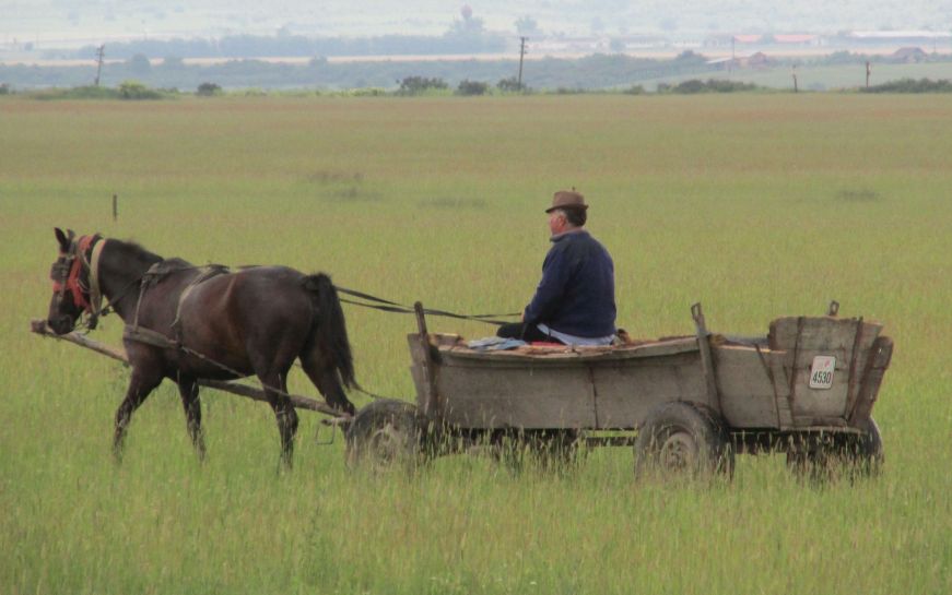 Pferdewagen